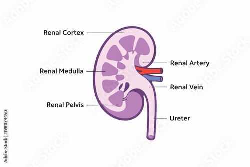 Anatomical diagram of the human kidney and its main components Vector