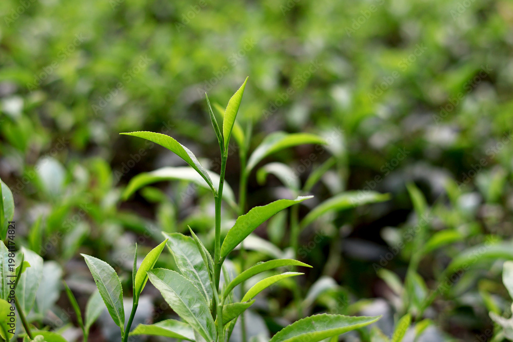 Obraz premium Tea Leaves Close Shot with Bright Green Background