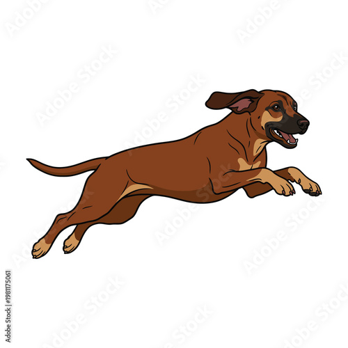 Brown Dog Jumping in Mid Air Action Pose Isolated on White Background for Pet Design Projects