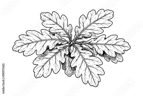 Intricate illustration of a compound oak leaf with detailed vein structure Vector