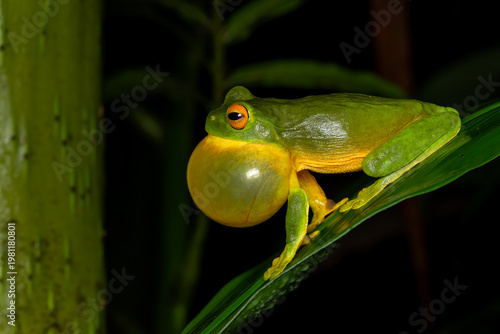 Orange Thighed Treefrog - Ranoidea xanthomera, beautiful colored tree frog native to a small area of tropical northern Queensland, Australia. 