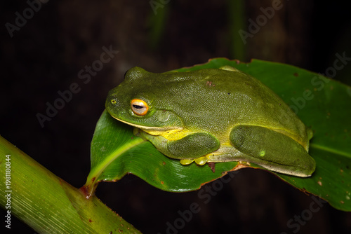 Orange Thighed Treefrog - Ranoidea xanthomera, beautiful colored tree frog native to a small area of tropical northern Queensland, Australia. 
