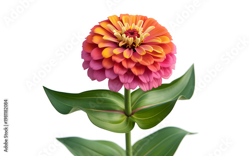 Vibrant zinnia flower in bloom a close up of nature's beauty