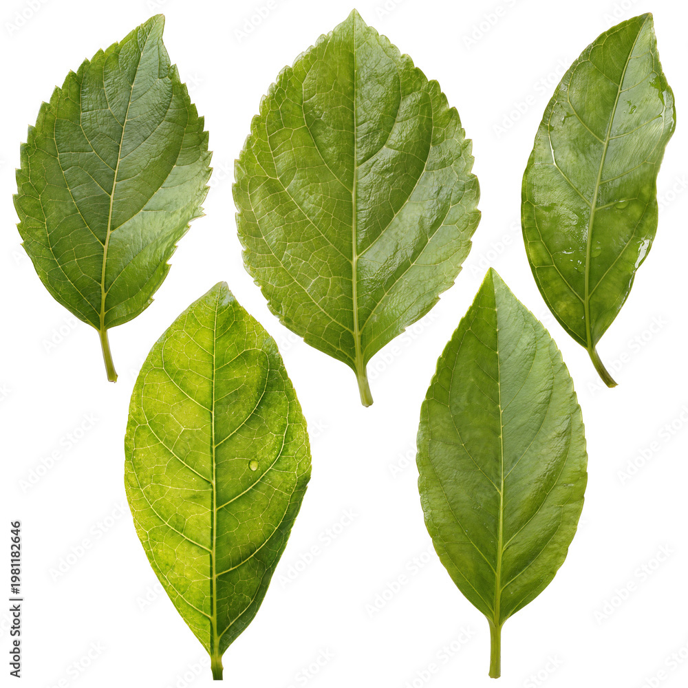 Fototapeta premium Green Leaves Collection Isolated PNG on Transparent Background, Fresh Natural Leaf Set with Detailed Veins