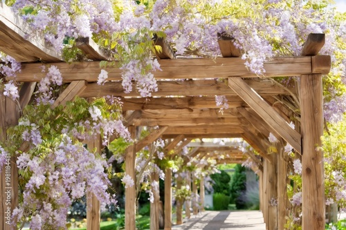 Blooming wisteria flowers on wooden garden pergola