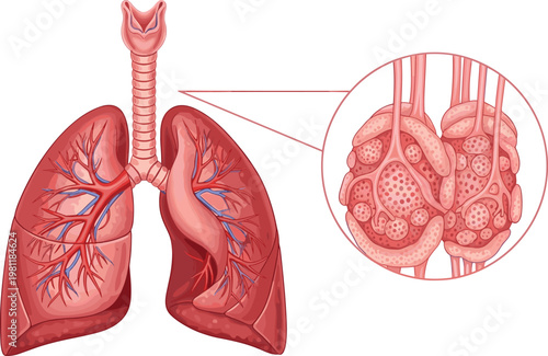 Anatomical Illustration of Human Lungs Showing Air Pathways and Alveoli for Medical, Health, and Biology Education Designs