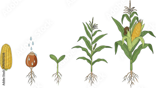 Corn plant growth stages from seed germination to mature maize with roots and cob isolated on white background illustration