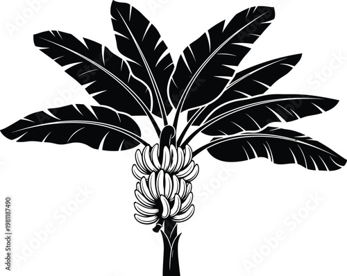 Banana tree silhouette vector illustration, tropical plant with fruit bunch, black botanical design, exotic jungle foliage, isolated nature element for agriculture and food concepts
