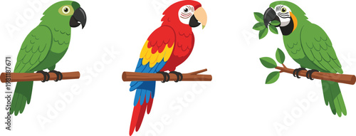Colorful parrot birds set with green and red macaws perched on branches vector illustration for tropical wildlife and exotic nature design