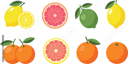 Citrus fruits collection with lemon, orange, lime and grapefruit slices vector illustration for fresh food, healthy diet and tropical design
