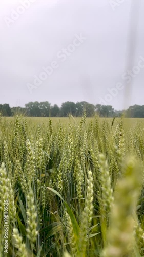 A low-angle vertical view of a winter wheat field maturing in the Midwest. The crop is reaching its golden stage under a bright sky, showing the transition toward the summer harvest season.