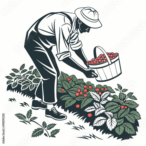 A vintage style illustration depicts a farmer carefully picking ripe red berries into a woven basket amongst lush foliage high quality professional