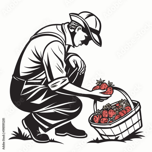A vintage style illustration depicts a farmer carefully placing freshly picked vibrant red strawberries into a woven basket high quality professional detailed