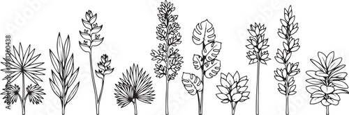 A collection of eleven botanical illustrations of various tree species Vector