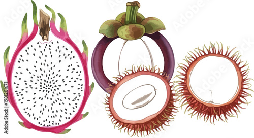 Freshly sliced dragon fruit with its seeds exposed alongside a coconut. Vector
