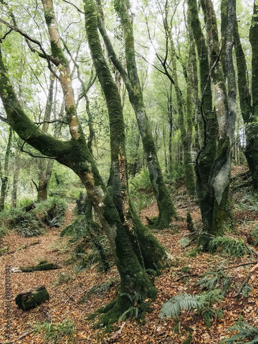 Wallpaper Mural Dense forest path winds through an ancient woodland. Tall trees are covered in thick green moss. Brown leaves blanket the forest floor, with ferns peeking through, creating a tranquil daytime scene. Torontodigital.ca