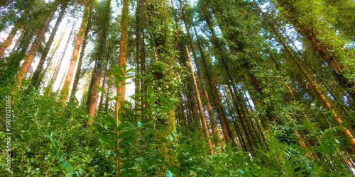 Wallpaper Mural Natures tranquility is felt in this thicket of trees and green plants. Torontodigital.ca