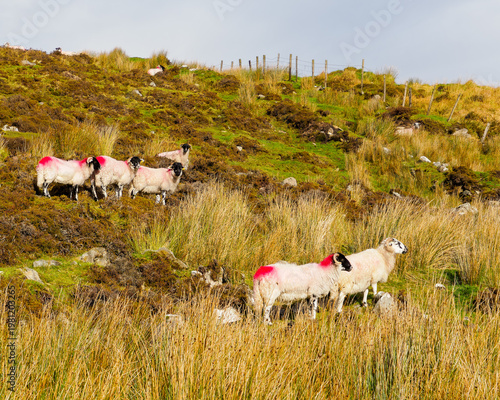 Wallpaper Mural Numerous marked sheep graze and rest on a wild, uneven hillside covered in green and brown grass. Torontodigital.ca