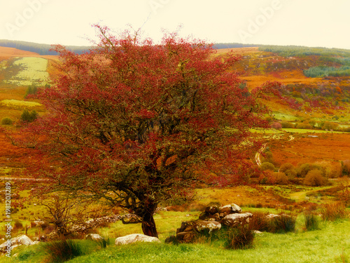 Wallpaper Mural A solitary deciduous tree, covered in countless small red berries, stands in a lush green pasture. Torontodigital.ca