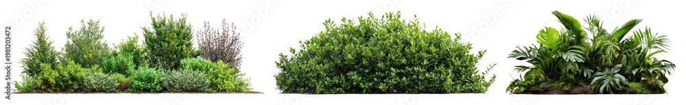 Obraz premium PNG Lush green garden foliage on transparent background