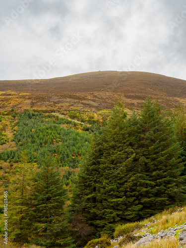 Wallpaper Mural Dense evergreen trees grow on a rugged mountain slope. Above them, the upper reaches of the mountain are covered in brown and gold moorland vegetation. Torontodigital.ca