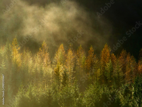 Wallpaper Mural Sunlight pierces the morning mist, illuminating a forest edge with golden autumn hues, contrasting sharply with the deep, shadowy greens of the evergreens. Torontodigital.ca