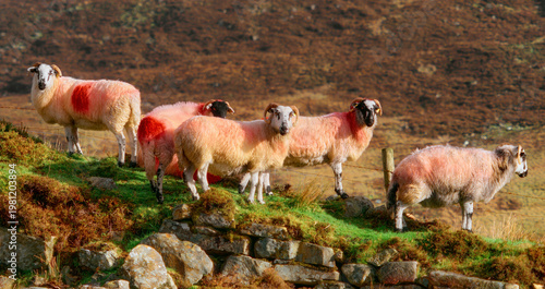 Wallpaper Mural Several sheep with bold red marks appear on a rocky, green slope. Torontodigital.ca