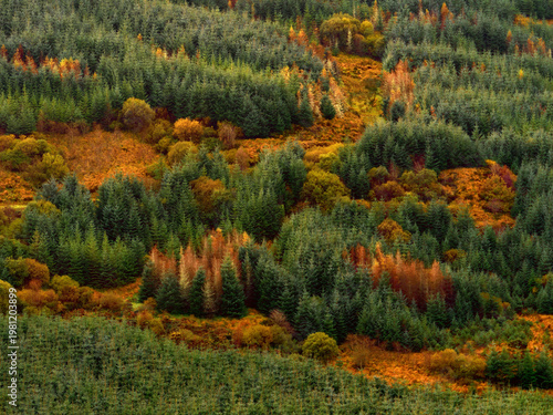 Wallpaper Mural Elevated view of a dense forest on a hillside with a mixture of green coniferous trees and deciduous trees displaying autumn colors. Torontodigital.ca
