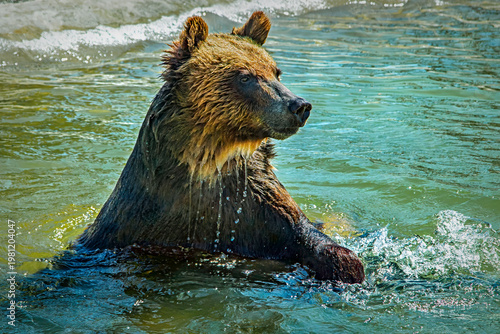 Grizzly Bear taking a soak after a long winter nap.
