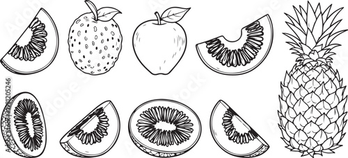 Detailed line drawings of various insects and arachnids for scientific study. Vector