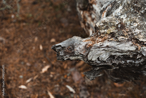 bark of a tree looks like a turtle