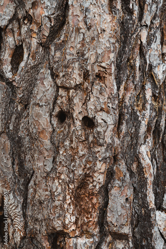 bark of a tree looks like an owl