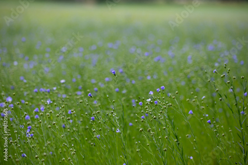 meadow with flowers