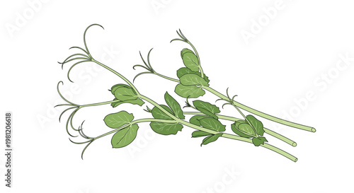 Delicate illustration of a cluster of fresh pea shoots, featuring slender green stems and small, tender leaves with elegant curly tendrils, on a white background.