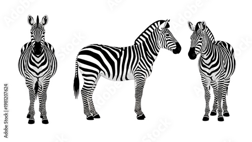 Zebra Character Vector Set in Multiple Angles Flat Design Illustration Isolated on White