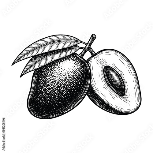 Mango Fruit Sketch Hand Drawn Engraved Style Whole and Sliced Tropical Food Botanical Element