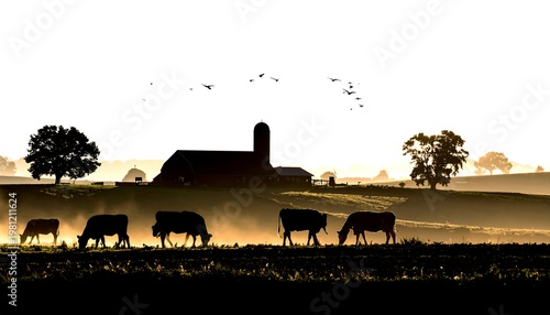 Silhouetted farm with cows in misty field at sunrise. Birds fly above the barn on the horizon