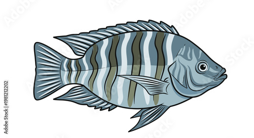Striped tilapia fish, swimming in profile, showcasing its distinctive vertical bands, silver and blue scales, and sturdy body.