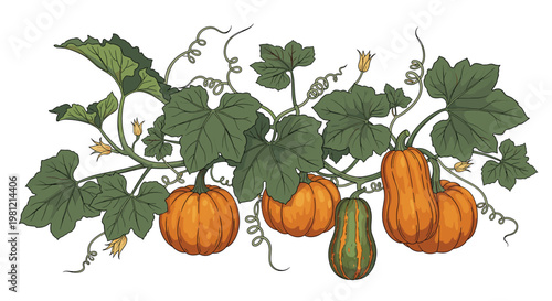 Lush botanical illustration of a squash vine, laden with mature orange pumpkins, butternut squash, and a striped green gourd, all intertwined with broad green leaves and curly tendrils.