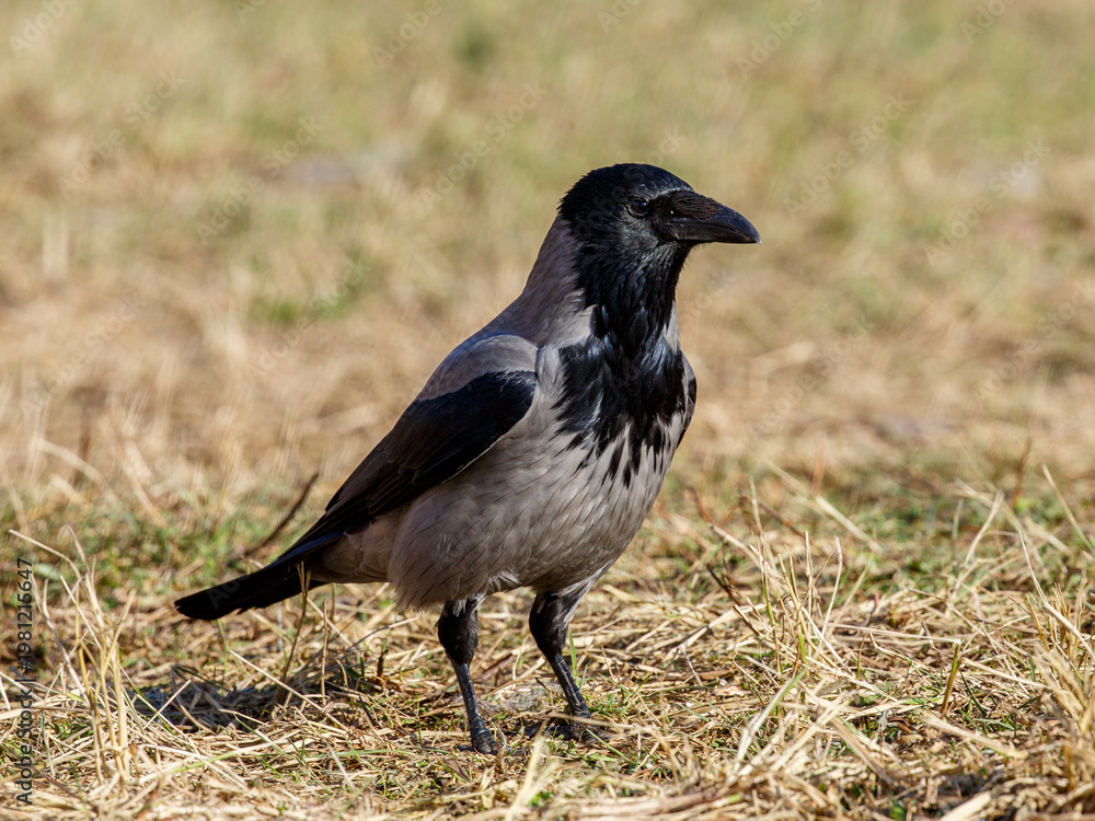 Naklejka premium The grey crow ( Latin- Corvus cornix ) is a species of bird from the genus Ravens
