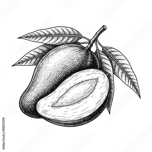 Mango Fruit Hand Drawn Sketch Isolated on White Background Detailed Tropical Exotic Food Item