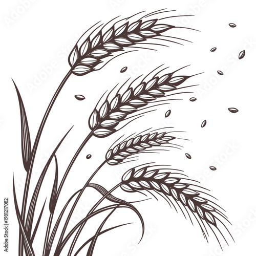 An elegant vintage style illustration depicts several stalks of wheat with flowing leaves and scattered grain seeds against a white background
