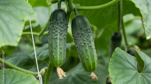 Fresh green cucumbers growing in a garden.