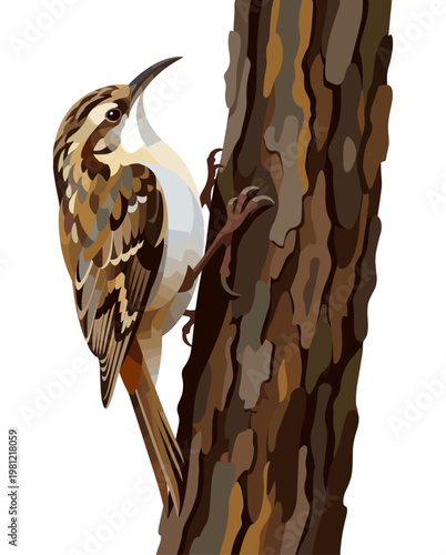 Brown creeper bird climbing up a rough tree bark