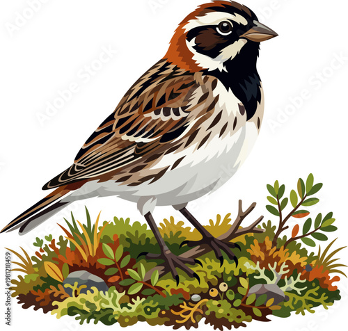Ground-dwelling lapland longspur foraging on a mossy ground