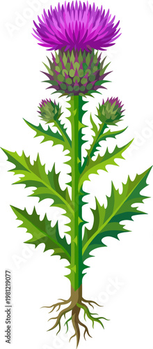 Purple thistle flower growing on a tall prickly stem with roots