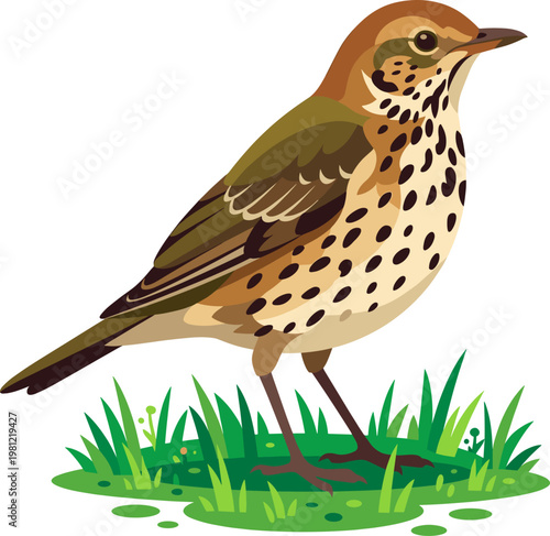 Song thrush standing on a patch of green grass