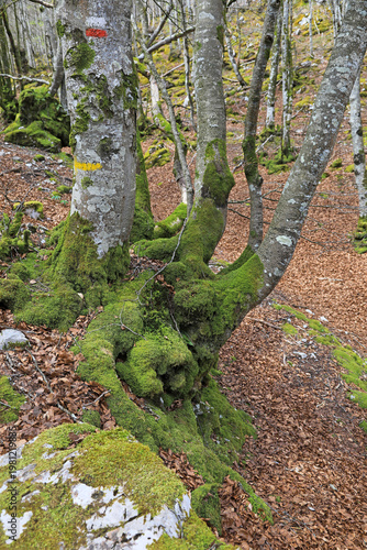 bosque con árboles y rocas cubiertos de musgo en invierno país vasco  4M0A1694-as26