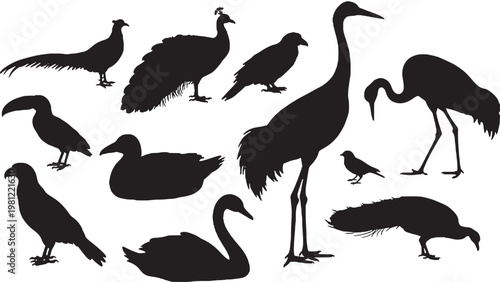 Bird silhouettes set with black peacock, crane, swan, and duck shapes on a clean white background for design