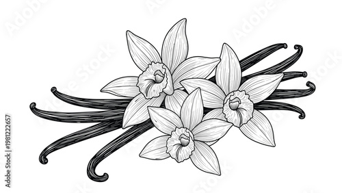 Exquisite line art illustration featuring a cluster of three delicate vanilla orchids in full bloom intertwined with dried vanilla pods, perfect for natural cosmetic or gourmet spice branding.